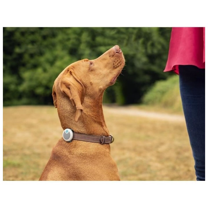 ANIMO Traqueur d'Activités et Comportement pour Chien - Gris Clair -