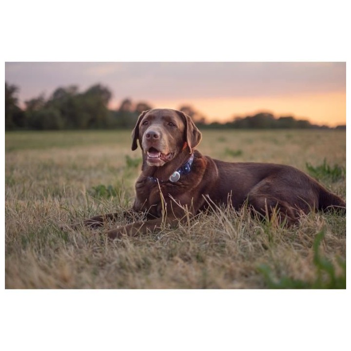 ANIMO Traqueur d'Activités et Comportement pour Chien - Gris Clair -