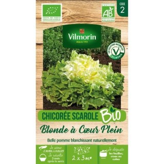 Chicorée scarole blonde a coeur plein bio Vilmorin