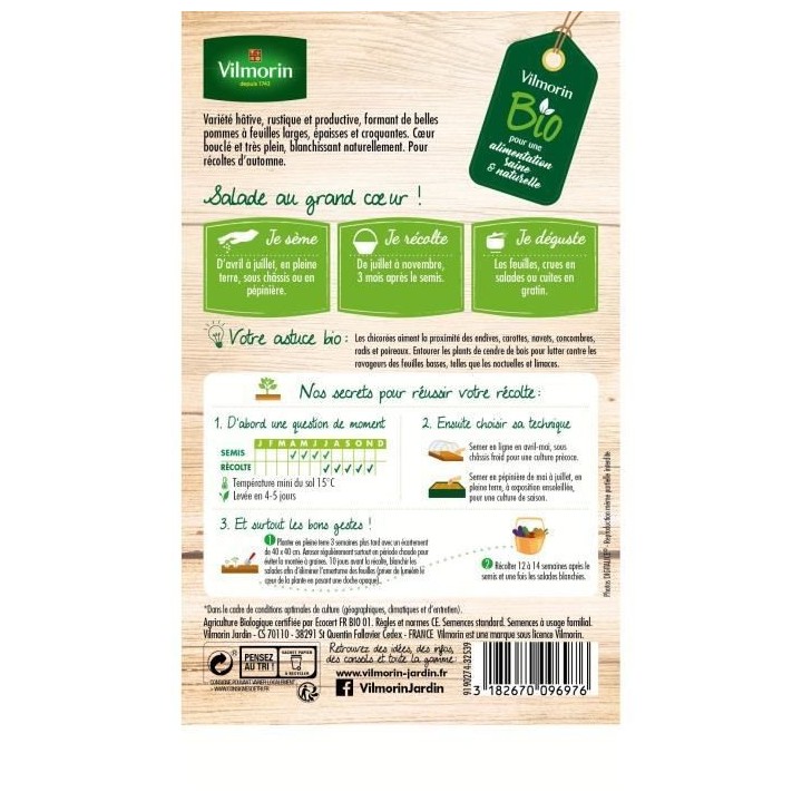 Chicorée scarole blonde a coeur plein bio Vilmorin