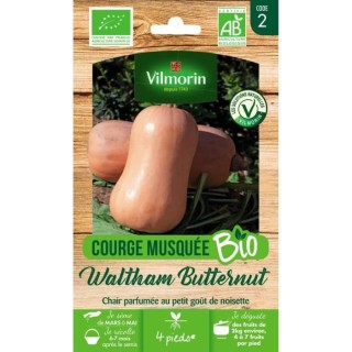 Courge musquée Waltham Butternut bio Vilmorin