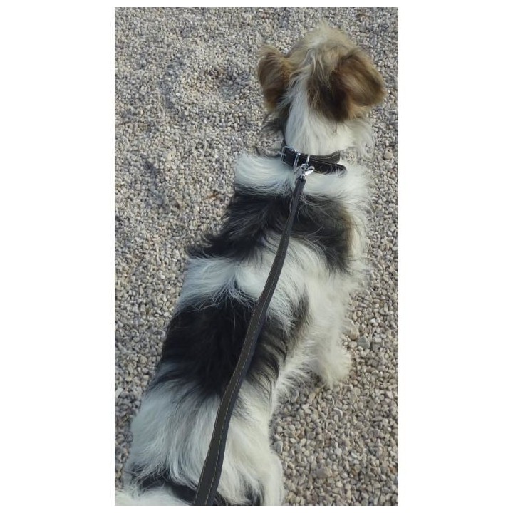 YAGO Laisse noir en cuir, Longue laisse pour chien 1,20m, Souple et R