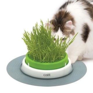 CATIT Jardin d'herbe a chat Senses 2.0
