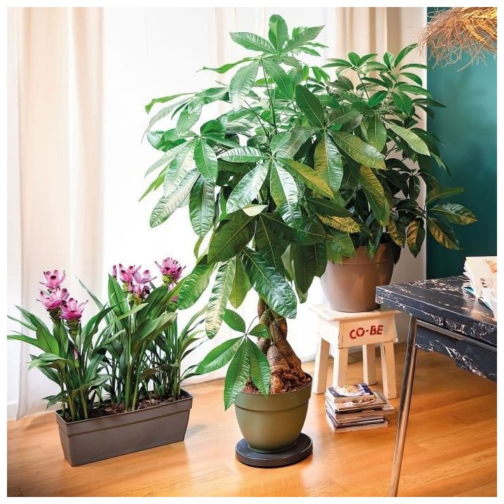 DEROMA - roll pot r support a roulettes pour pot de fleurs - 39cm