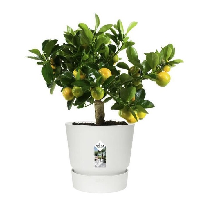 ELHO Pot de fleurs rond Greenville 30 - Extérieur - Ø 29,5 x H 27,8