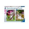 Puzzle 2x500 pieces - Les chatons a la campagne - Puzzle adultes Ravensburger - Des 10 ans - 17269