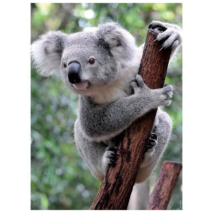 Puzzle 2x500 pieces - Panda et koala - Puzzle adultes Ravensburger - D