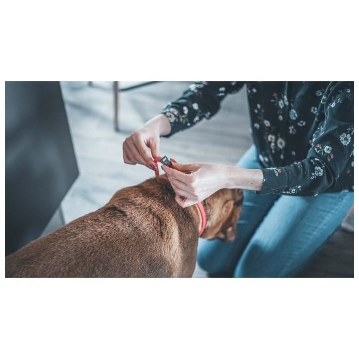 VETOCANIS Collier anti-puces et anti-tiques pour petit chien jusqu'a 1