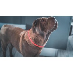 VETOCANIS Collier anti-puces et anti-tiques pour petit chien jusqu'a 10 kg