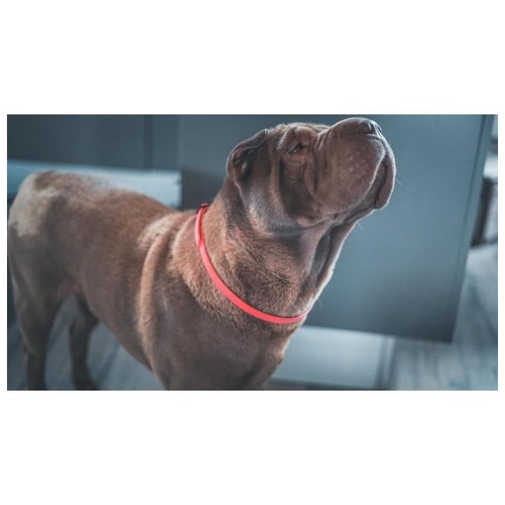 VETOCANIS Collier anti-puces et anti-tiques pour petit chien jusqu'a 1