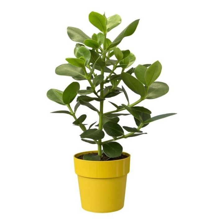 Pot de fleur B.for Original Rond 30 ocre