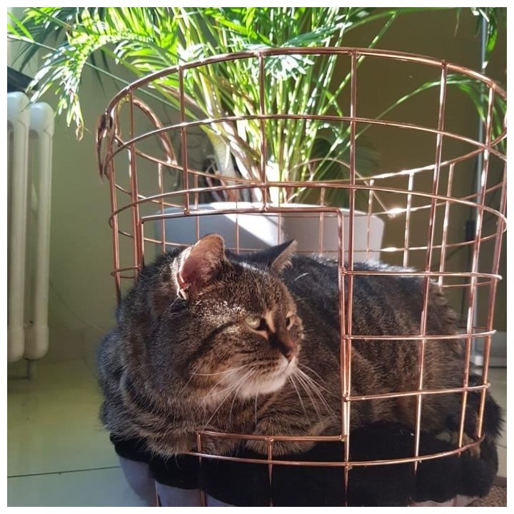 EUROPET BERNINA Panier Caramel en métal rond Duvo+ - Rose - Pour chat