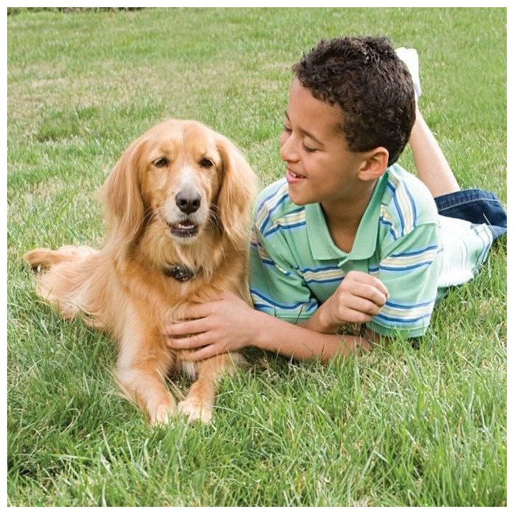 PetSafe - Systeme de Clôture Anti-fugue avec Fil pour Chien de plus 3