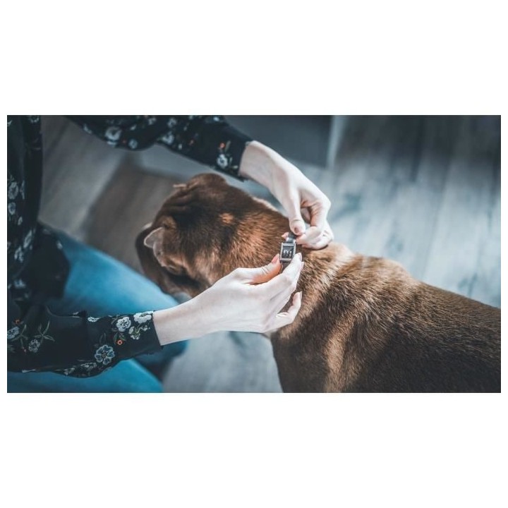VETOCANIS Collier anti-puces et anti-tiques pour petit chien jusqu'a 1