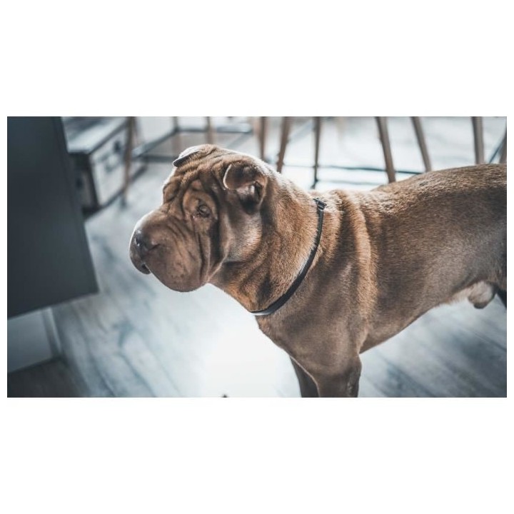 VETOCANIS Collier anti-puces et anti-tiques pour petit chien jusqu'a 1