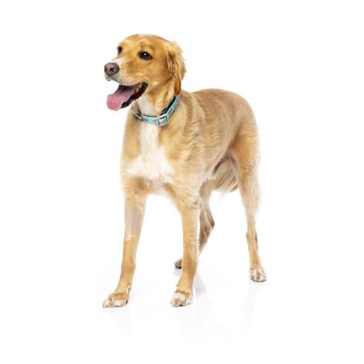 FUZZYARD Collier néoprene Summer Punch S - 25-38 x 1,5 cm - Pour chie