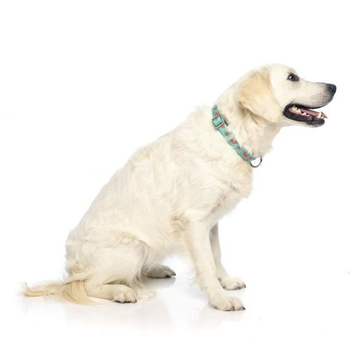 FUZZYARD Collier néoprene Summer Punch S - 25-38 x 1,5 cm - Pour chie