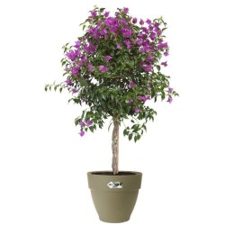 Pot De Fleurs Rond VIBIA - Plastique Réservoir - Ø35 - Vert