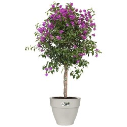 Pot De Fleurs Rond VIBIA - Plastique Réservoir - Ø40 - Blanc