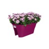 ELHO Bac de balcon Corsica Flower Bridge 60 - Rose cerise - Extérieur & Balcon - L 29,6 x W 58 x H 24 cm