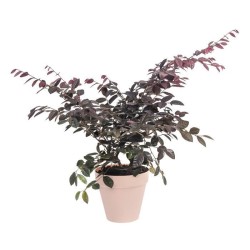 ELHO Pot de fleurs rond avec roues Loft Urban - Ø 40 cm - Fruits rouges