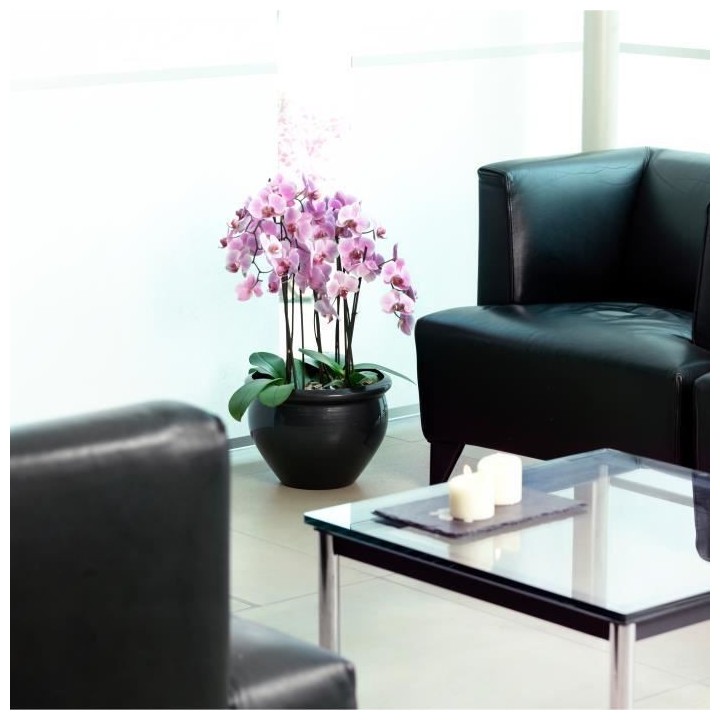 PoeTIC - Coupe Siena Nobile 32 anthracite effet gloss - Ø32 x H23,5 c