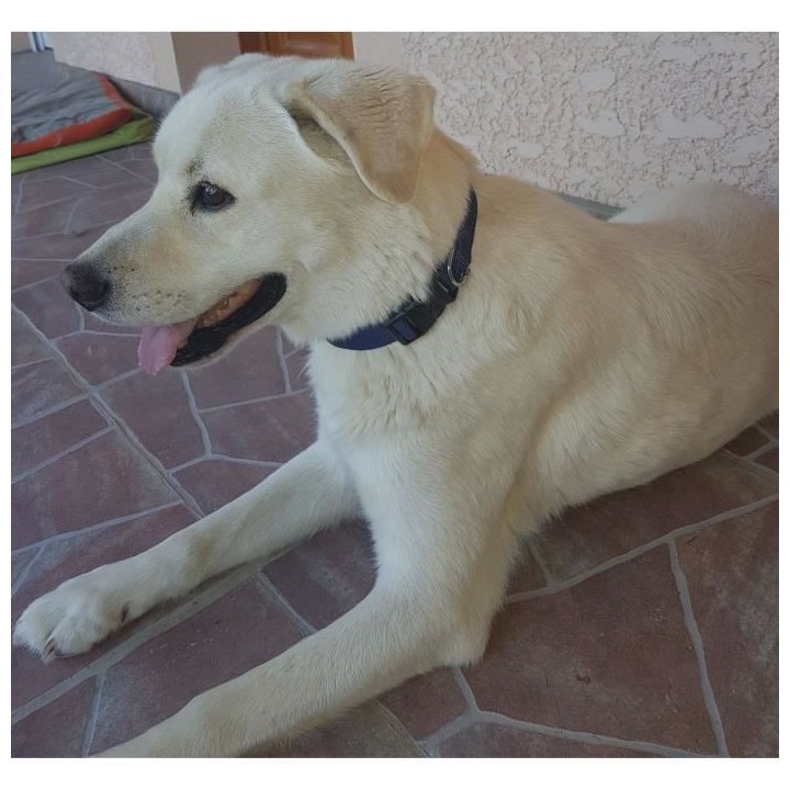 YAGO Collier Classique Bleu en Nylon pour moyen chien, taille M 34-53