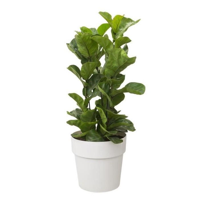 B.for Original Rond Roues 35 blanc