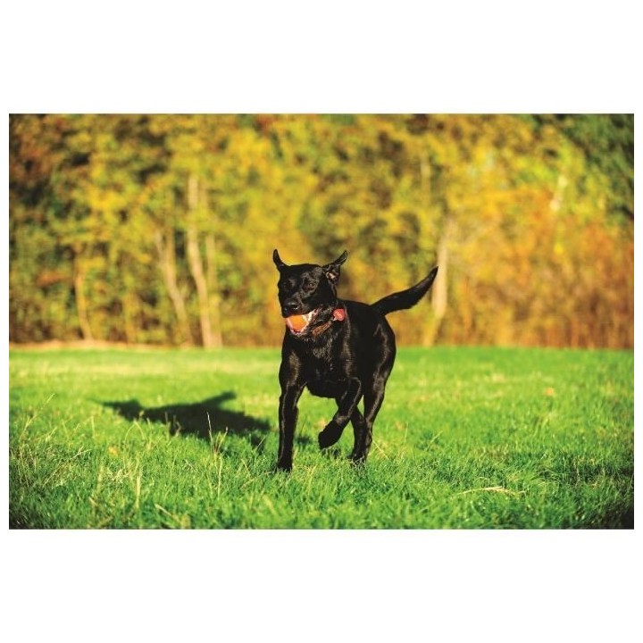 Ultra Ball de Chuckit!, le balle résistante et polyvalente pour chien