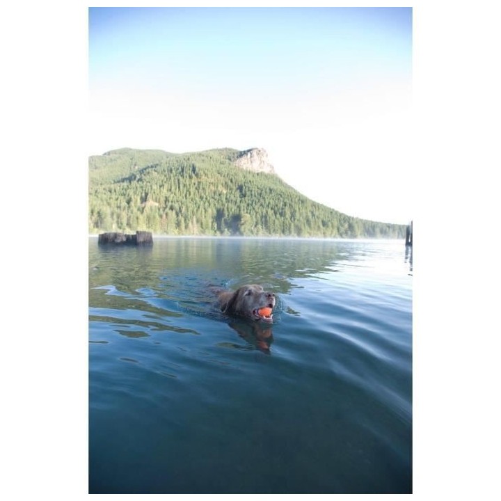 Ultra Ball de Chuckit!, le balle résistante et polyvalente pour chien