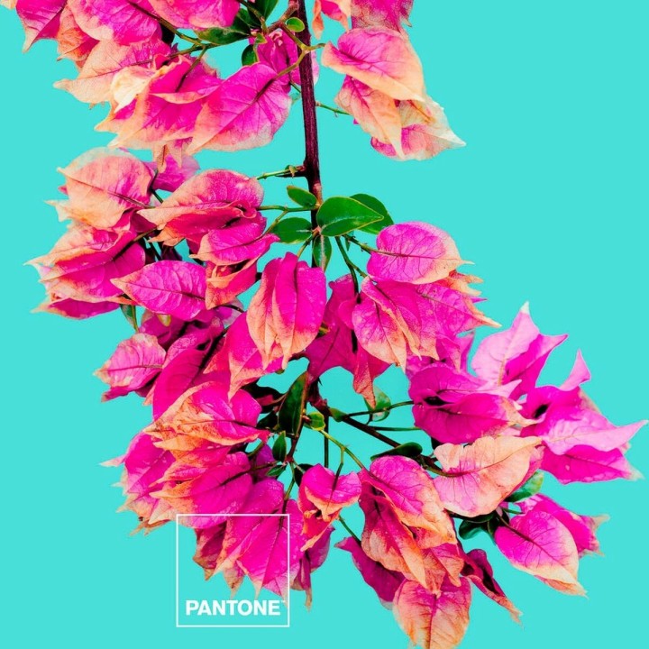 Carte postale microlorge