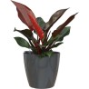 ARTEVASI - Pot san remo auto-arrosage 30cm anthracite 30 x 30 x h27,3 cm - 0,82l