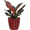 ARTEVASI - Pot san remo auto-arrosage 36cm rouge foncé 36 x 36 x h33,5 cm - 1,44l