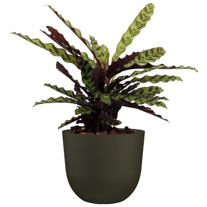 ARTEVASI - Pot havana naturel 40cm vert mousse 40 x 40 x h33,2 cm - 1,