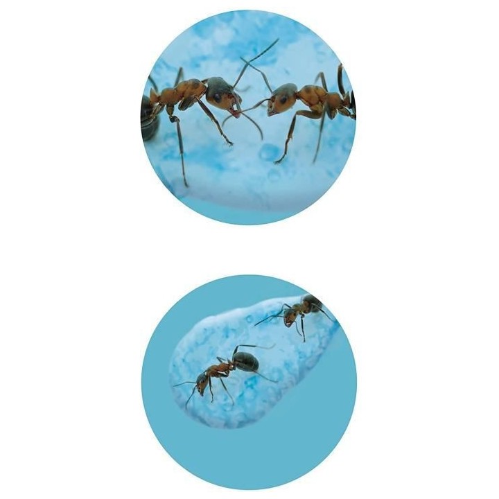 Mini monde des fourmis - Jeu éducatif - Jeu découverte - BUKI