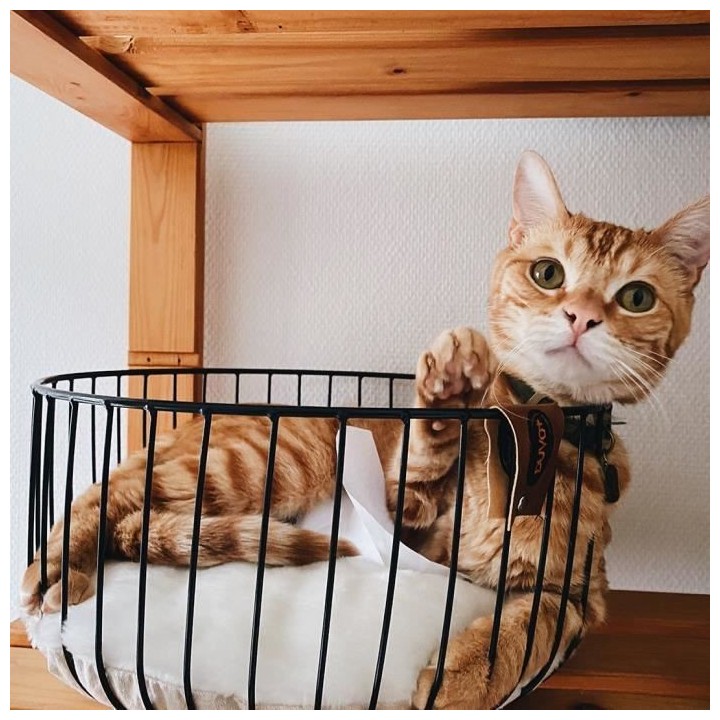 EUROPET BERNINA Panier Caviar en métal rond Duvo+ - Noir - Pour chat