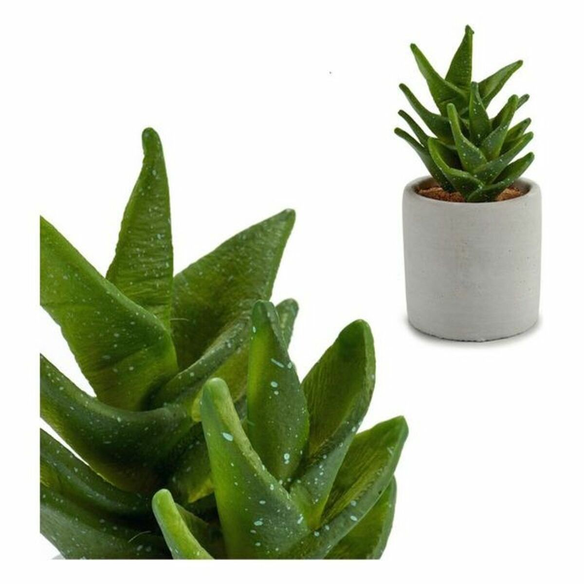 /287482/cactus-big-s3600890.jpg