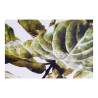 Cadre DKD Home Decor Plants 50 x 2,5 x 70 cm Feuille d'une plante (2 Unités)