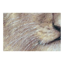 Cadre DKD Home Decor Lion 100 x 3 x 100 cm Colonial (2 Unités)