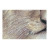 Cadre DKD Home Decor Lion 100 x 3 x 100 cm Colonial (2 Unités)