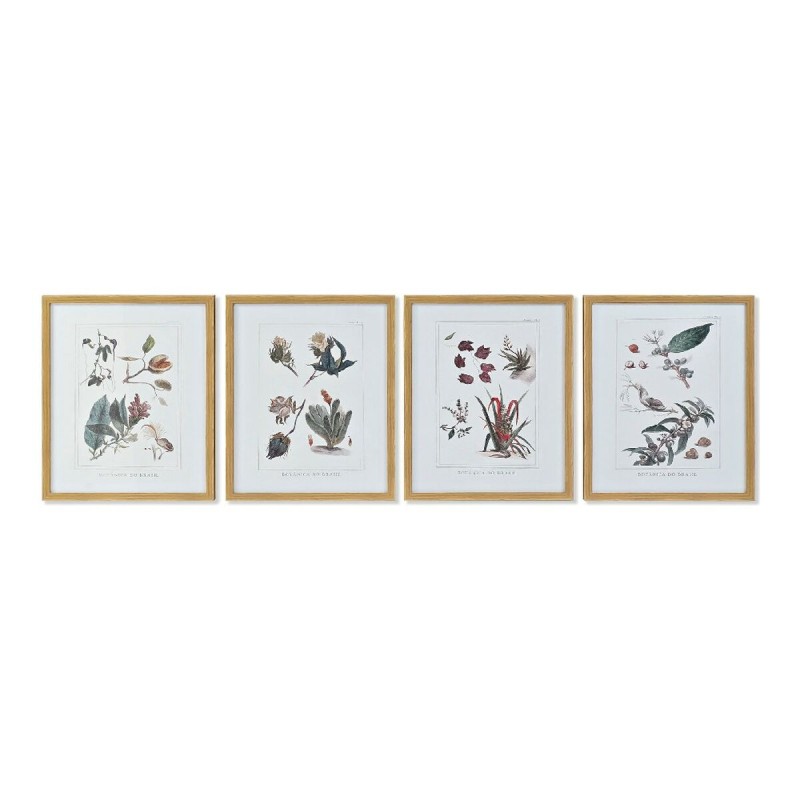 Cadre DKD Home Decor 43 x 3 x 53 cm Plantes botaniques (4 Pièces)