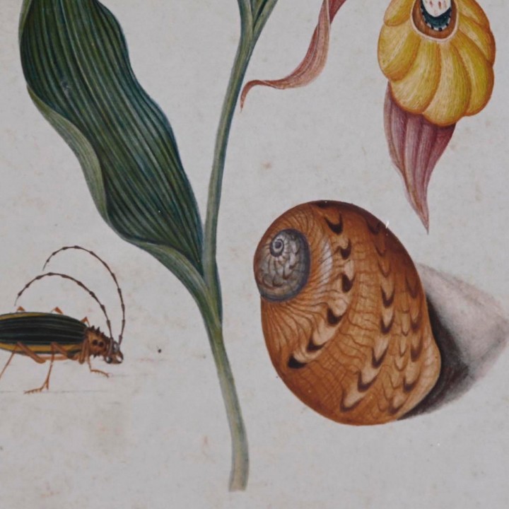 Carte postale microlorge