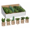 Plante décorative Mica Decorations Vert PVC Succulent