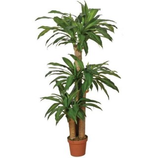 CATRAL - Plante artificielle dracena 145cm