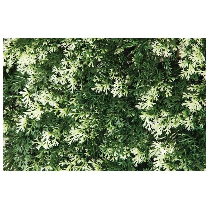 CATRAL - Lot 4 carreaux pour jardin vertical cipres - 25cm x 25cm