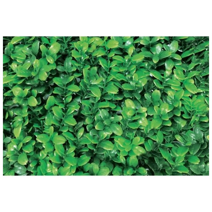 CATRAL - Lot 4 carreaux pour jardin vertical buis longifolia - 25 x 25