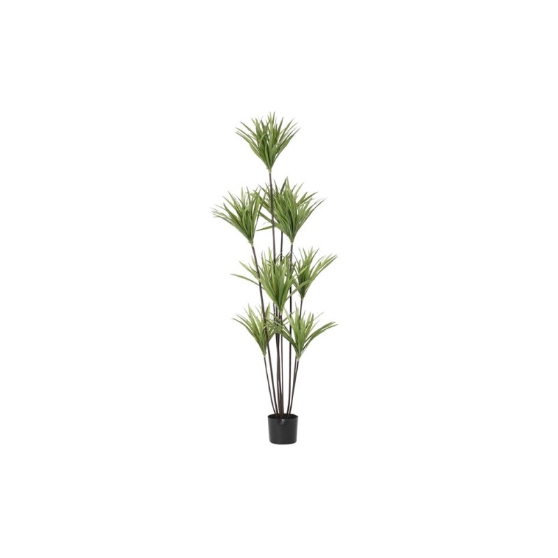 Plante décorative DKD Home Decor 75 x 75 x 180 cm Dracaena Marron Vert polypropylène