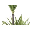 Plante décorative DKD Home Decor 75 x 75 x 180 cm Dracaena Marron Vert polypropylène