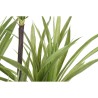 Plante décorative DKD Home Decor 75 x 75 x 180 cm Dracaena Marron Vert polypropylène