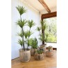 Plante décorative DKD Home Decor 75 x 75 x 180 cm Dracaena Marron Vert polypropylène